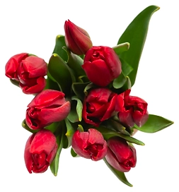 Букет из 9 тюльпанов 38 см в ассортименте