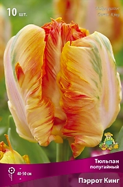 Тюльпан ПОПУГАЙНЫЙ ПЭРРОТ КИНГ 10 шт