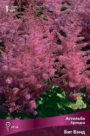 Астильба АРЕНДСА БИГ БЭНД 1 шт