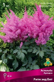 Астильба АРЕНДСА РИТМ ЭНД БИТ 1 шт