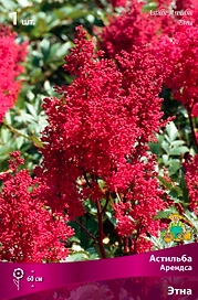 Астильба АРЕНДСА ЭТНА 1 шт
