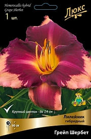 Лилейник ГИБРИДНЫЙ ГРЕЙП ШЕРБЕТ 1 шт