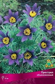 Прострел ОБЫКНОВЕННЫЙ 1 шт