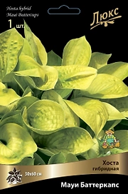 Хоста ГИБРИДНАЯ МАУИ БАТТЕРКАПС 1 шт