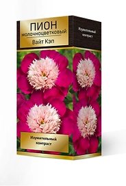 Пион МОЛОЧНОЦВЕТКОВЫЙ ВАЙТ КЭП 1 шт