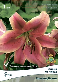 Лилия ОТ-ГИБРИД ХОЛЛАНД БЬЮТИ 1 шт