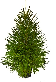 Ель стриженная в горшке Россия 150-200 см