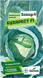 Семена капусты белокочанной SEMINIS БУХАРЕСТ F1