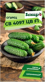 Семена огурца SEMINIS СВ 4097 ЦВ F1
