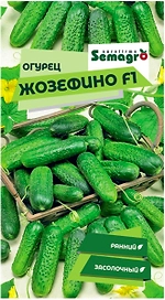 Семена огурца SEMINIS ЖОЗЕФИНО F1