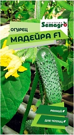 Семена огурца SEMINIS МАДЕЙРА F1