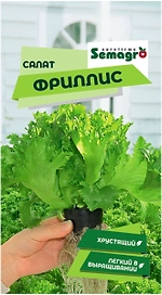 Семена салата SEMINIS ФРИЛЛИС