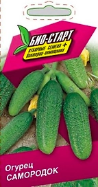 Семена ОГУРЕЦ САМОРОДОК БИО 0,25 ГР