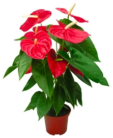 Растение АНТУРИУМ АНДРЕАНУМ ЧЕМПИОН D12H35