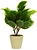 Искусственное растение маранта зеленая 50 см в горшке