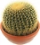Растение Эхинокактус Грузони 30 см