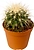 Растение Эхинокактус 8,5 см в ассортименте