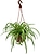 Растение Хлорофитум 30 см D21 см в ассортименте