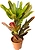 Растение Кодиеум Эксцеллент 70 см