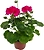 Растение Пеларгония зональная 10,5 см