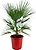 Растение Хамеропс Экзельца 90 см