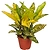 Растение Кодиеум Варигатум Голд Сан 41 см