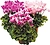 Растение  Цикламен Персидский D15 H35