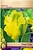 Луковицы Тюльпана ПОИСК Техас Голд 3 шт