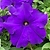 Рассада Петуния Мамбо синяя в кассете 6 шт 