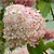 Саженец Гортензия метельчатая Фантом Blooming Life в тубе 1 шт