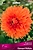 Семена Георгина многолетняя ориндж фубуки 1 шт