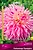 Семена Георгина многолетняя пайнлендс принцесс 1 шт