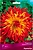 Клубни георгины полукактусовой ПОИСК Вурвогел 1 шт