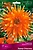 Луковица Георгины полукактусовой ПОИСК Колор Спектакл