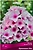 Корневище Флокса ПОИСК Бриллиант Айз