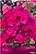 Корневище Флокса ПОИСК Надя