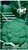Семена Капусты СеДеК Кудрявая Голова брокколи 0,5 г