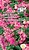 Семена Бегонии ампельной СеДеК F1 Розовый шелк 10 г