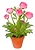 Искусственный цветок лютик 35 см розовый в горшке