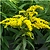 Саженец Золотарник гибридный C2 H20 в ассортименте