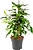 Растение Фикус Бенджамина Даниэль D14 H50 см