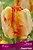 Тюльпан ПОПУГАЙНЫЙ ПЭРРОТ КИНГ 10 шт