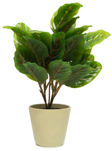 Искусственное растение маранта зеленая 50 см в горшке