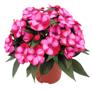 Растение Бальзамин 35 см в ассортименте