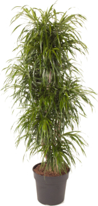 Растение Драцена Анита Вертакт 150 см
