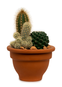 Растение Кактус 20 см D11 см в ассортименте