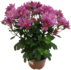 Растение Хризантема 30 см