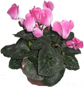 ЦИКЛАМЕН  МИКС ГОРШОК    D12 12Х12