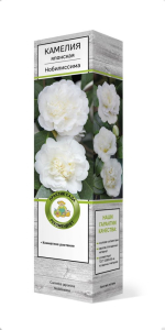 Растение камелия японская нобилис сима C1 H37