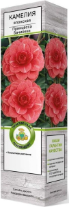 Растение Камелия Принцесса Бачиокки C1 H37